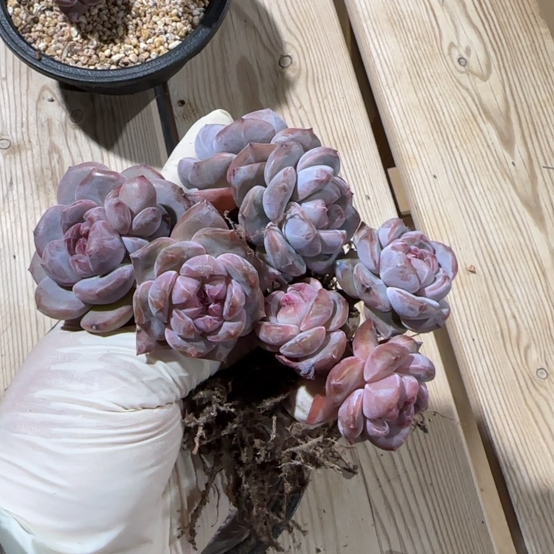 撲***滿突尼斯星影发货多肉