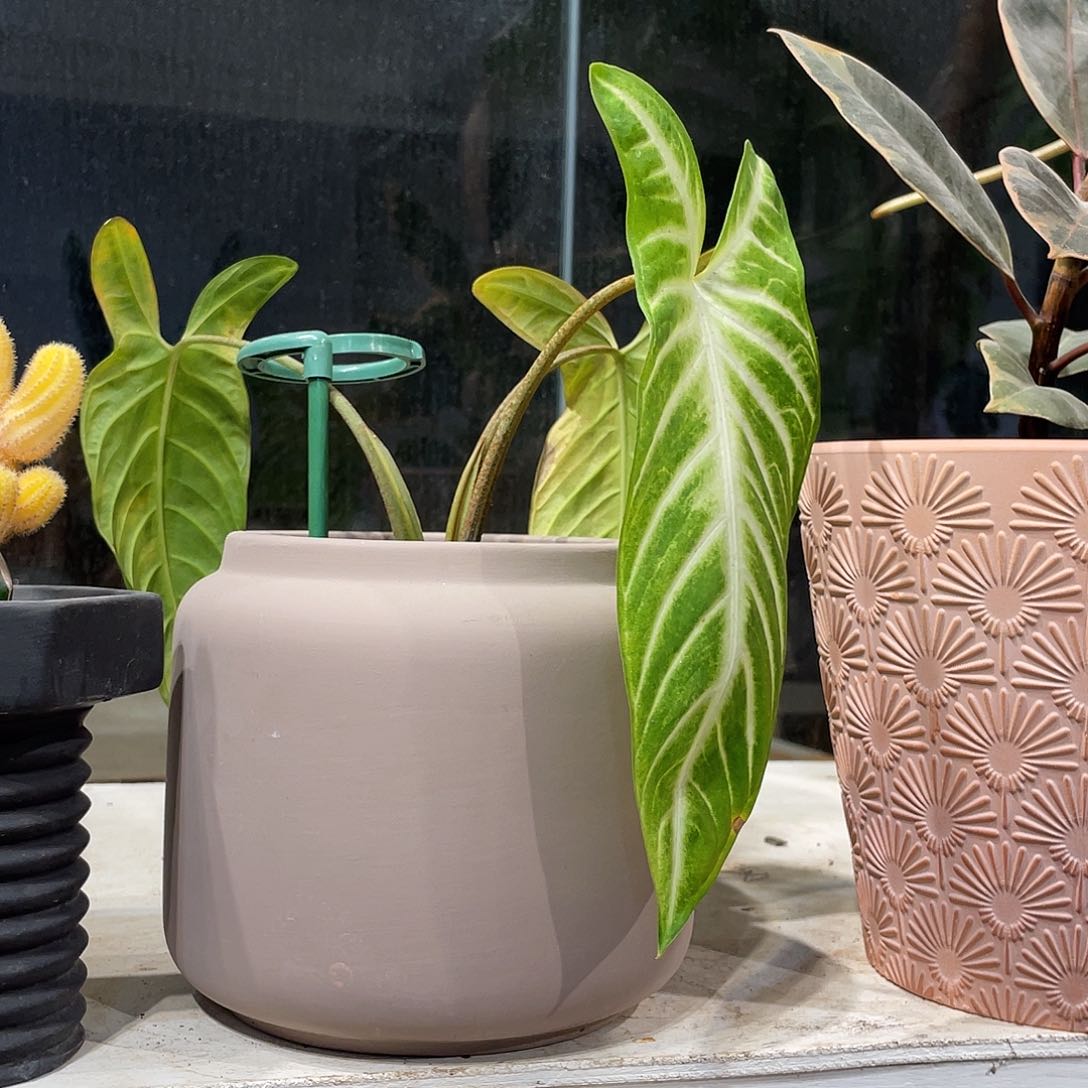 红陶12.5×14一个花盆