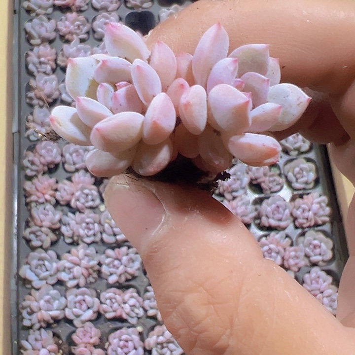 星星橙精品多肉植物