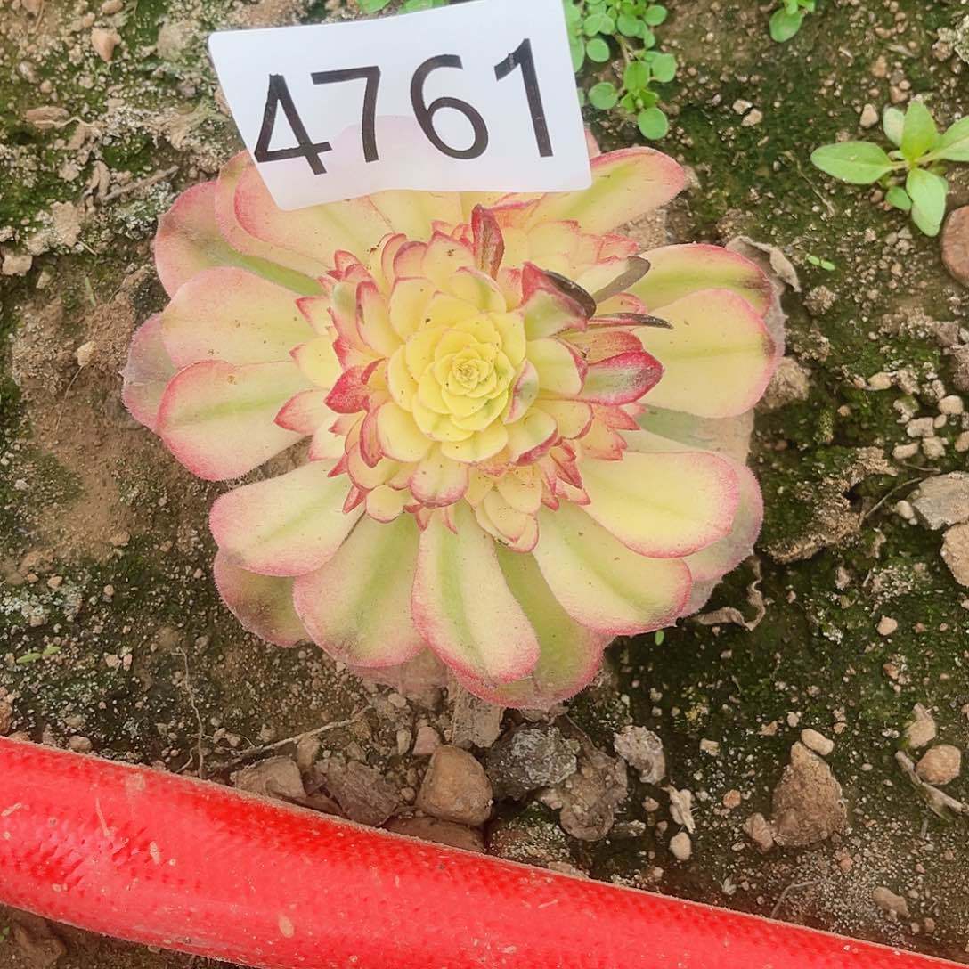 4761荔枝朵朵多肉植物