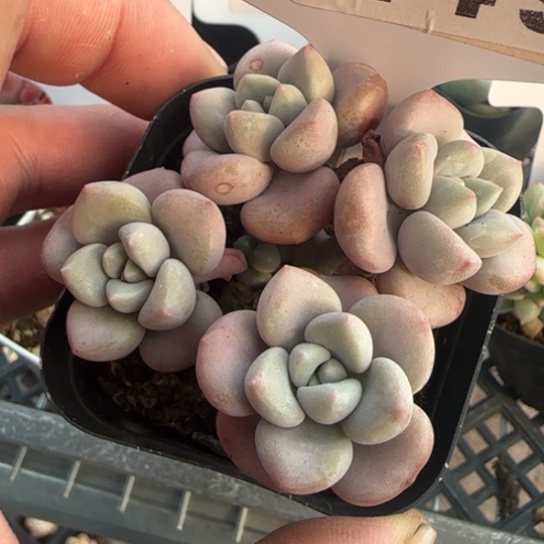 249花班鹿一物一拍多肉