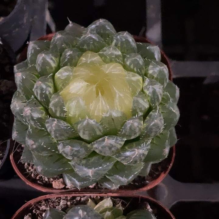 语录大翠云锦满25包邮