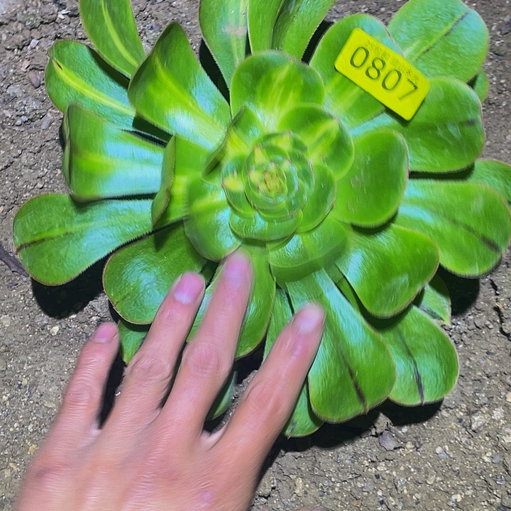 0907暴君多肉植物
