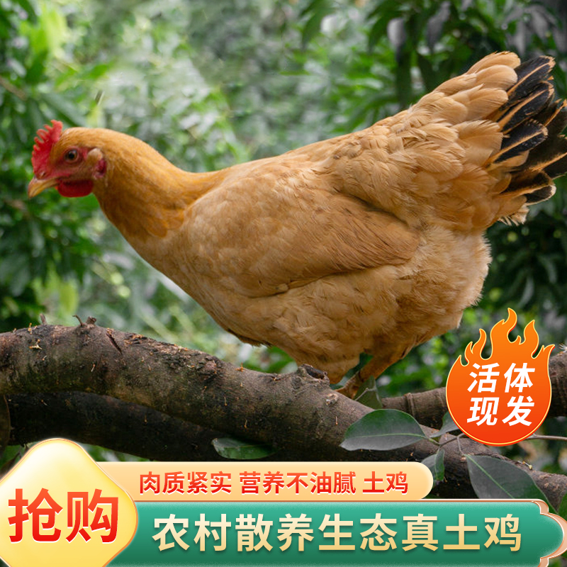广西土三黄母鸡真重农家散养土鸡活体发货炖鸡汤老母鸡营养滋补