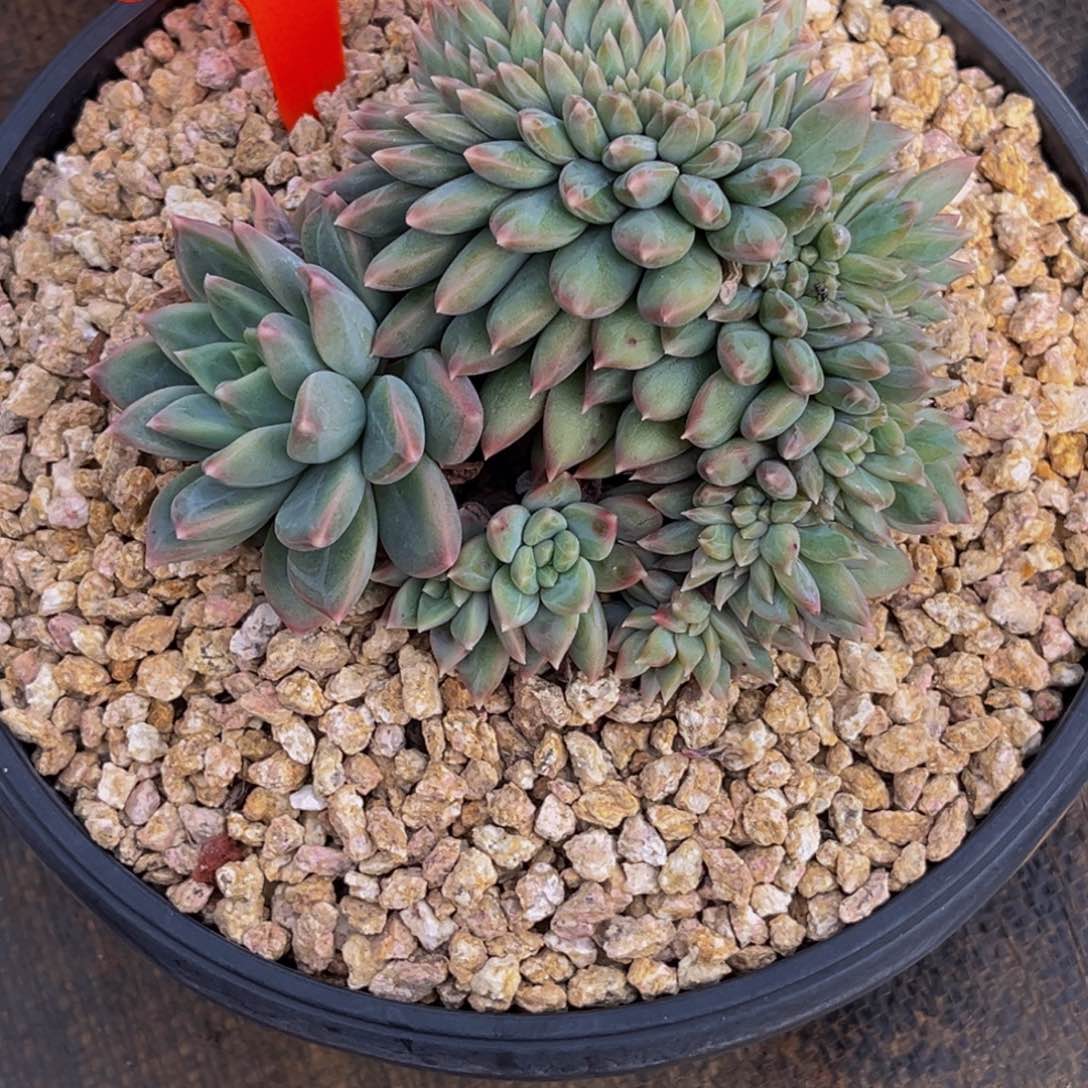 优***猬3016号上午多肉植物群生多肉