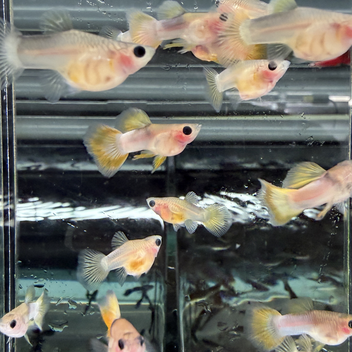 粉红玻璃猫 孔雀鱼观赏鱼 小型热带观赏鱼