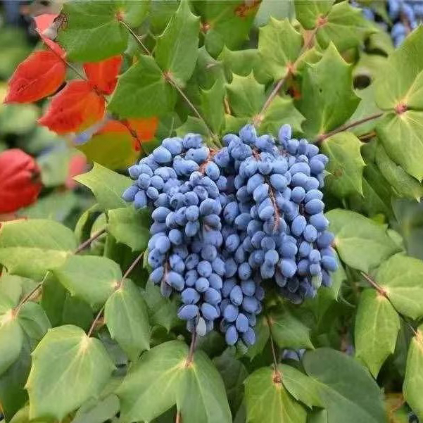 十大功劳盆景绿植