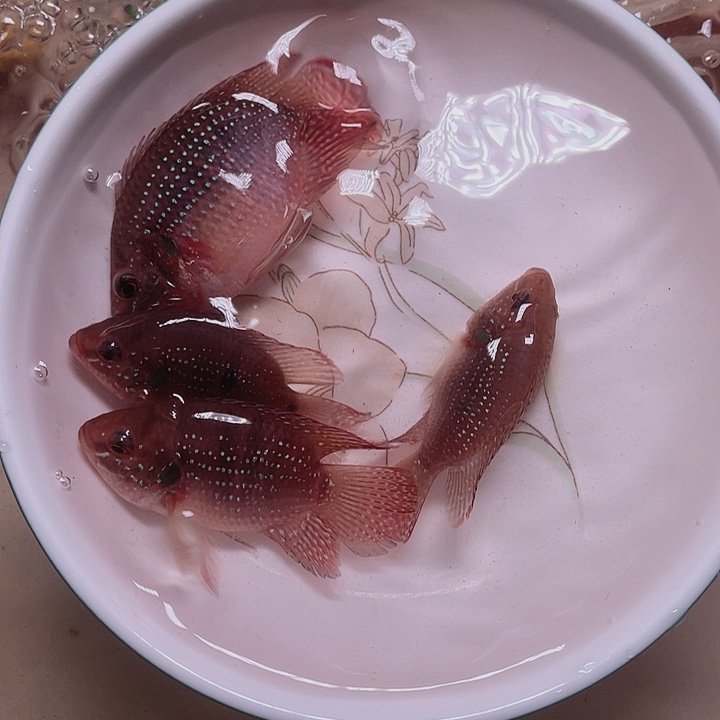 红宝石鱼血钻红宝石4条