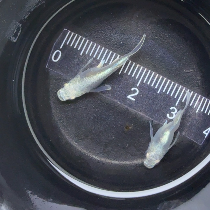 青鳉鱼天使球球1号
