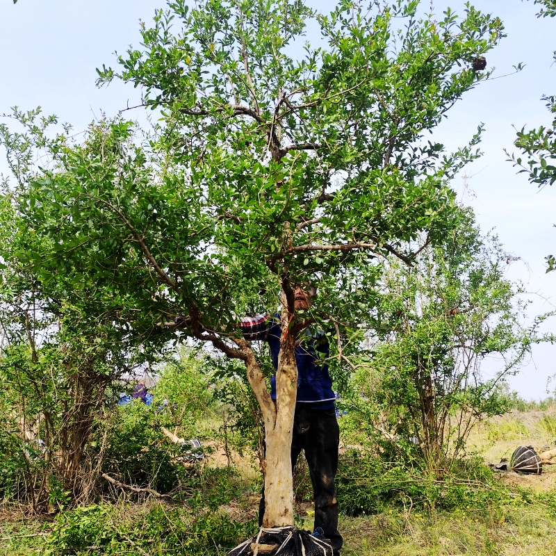 庭院别墅绿化景观大树 一树一拍