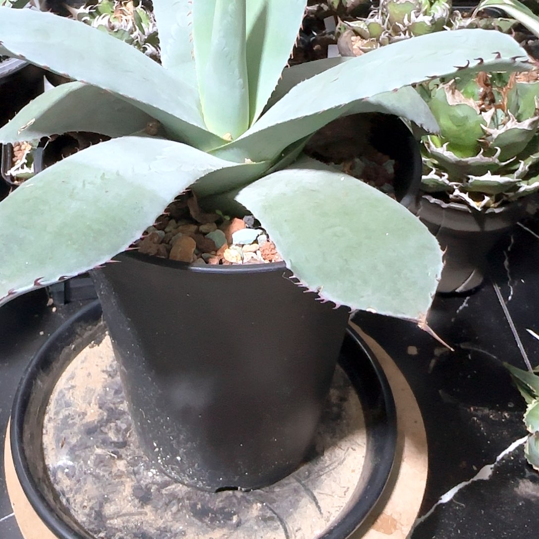 福克斯11111111111