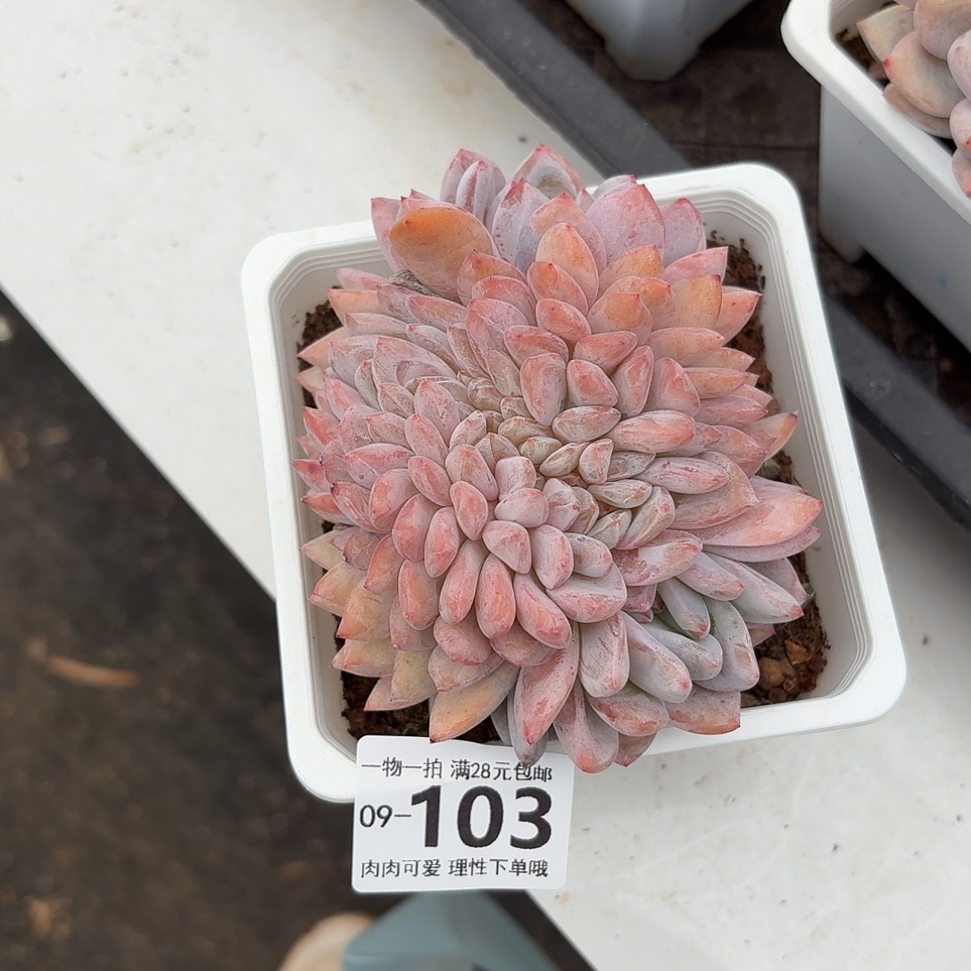 橙梦露缀化多肉无盆土发货
