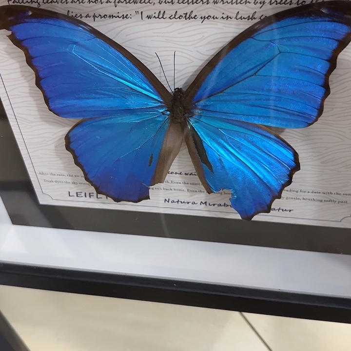 蝴蝶标本定制553@