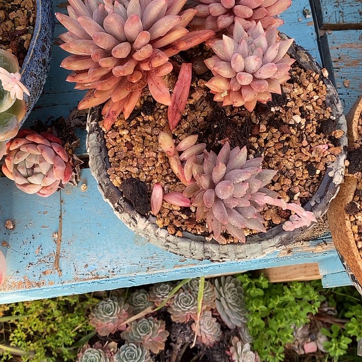 虞姬老桩多头群生无坎