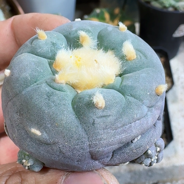 福利实生紫肌海鲜101