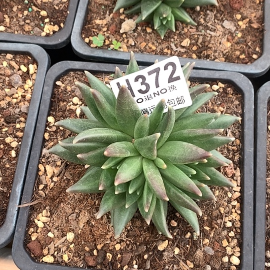 布丁缀化372 全场亏本处理退款拉黑7-8天发货