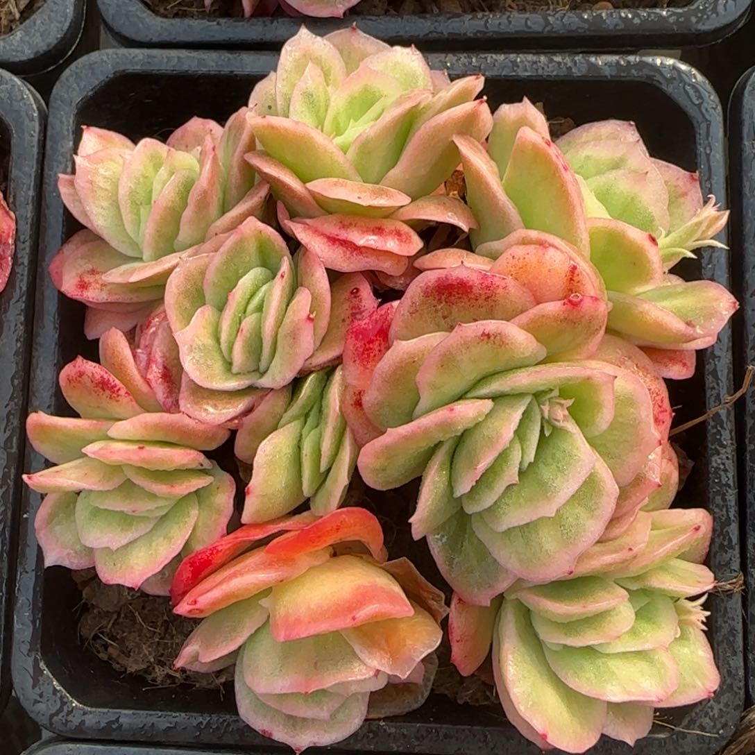 从前慢花园精选多肉冰玫瑰锦中号