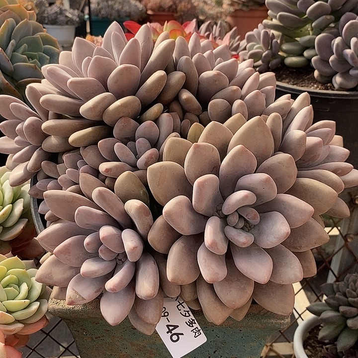 小七夕多肉原始虞46