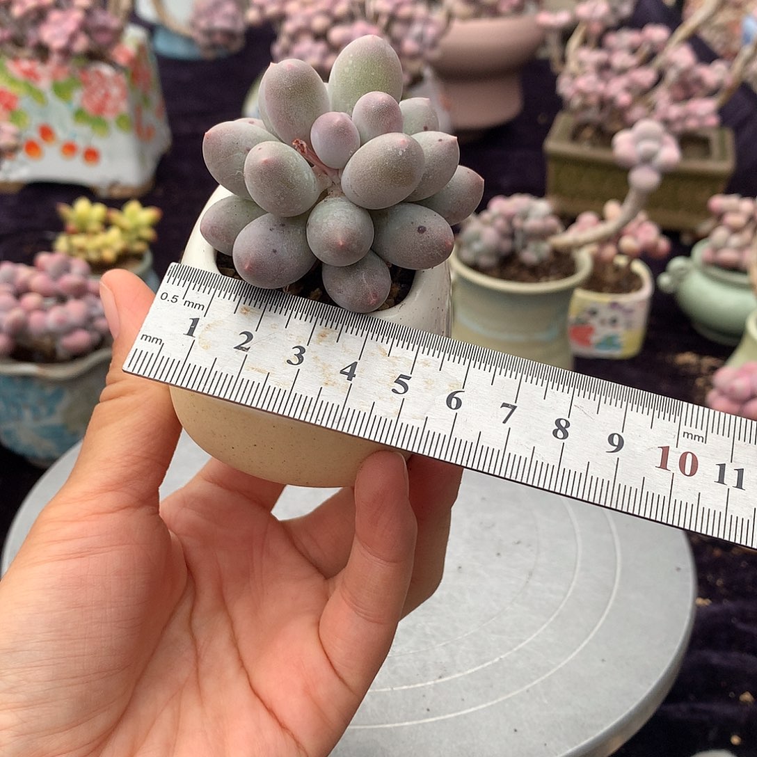 76号带盆偏远地区不包邮的