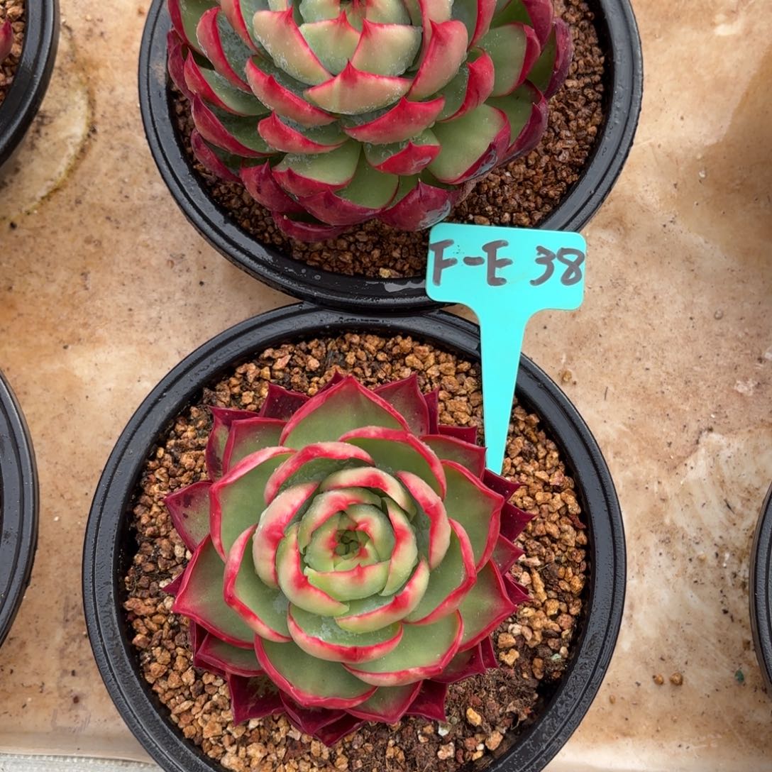 惊鸿仙子 两个一组