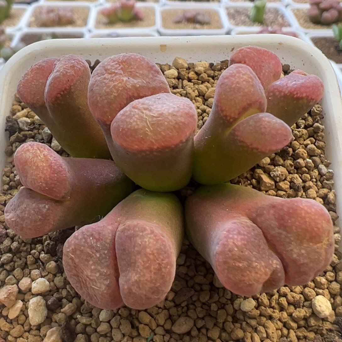 超大翻窗 红风铃 肉锥植物