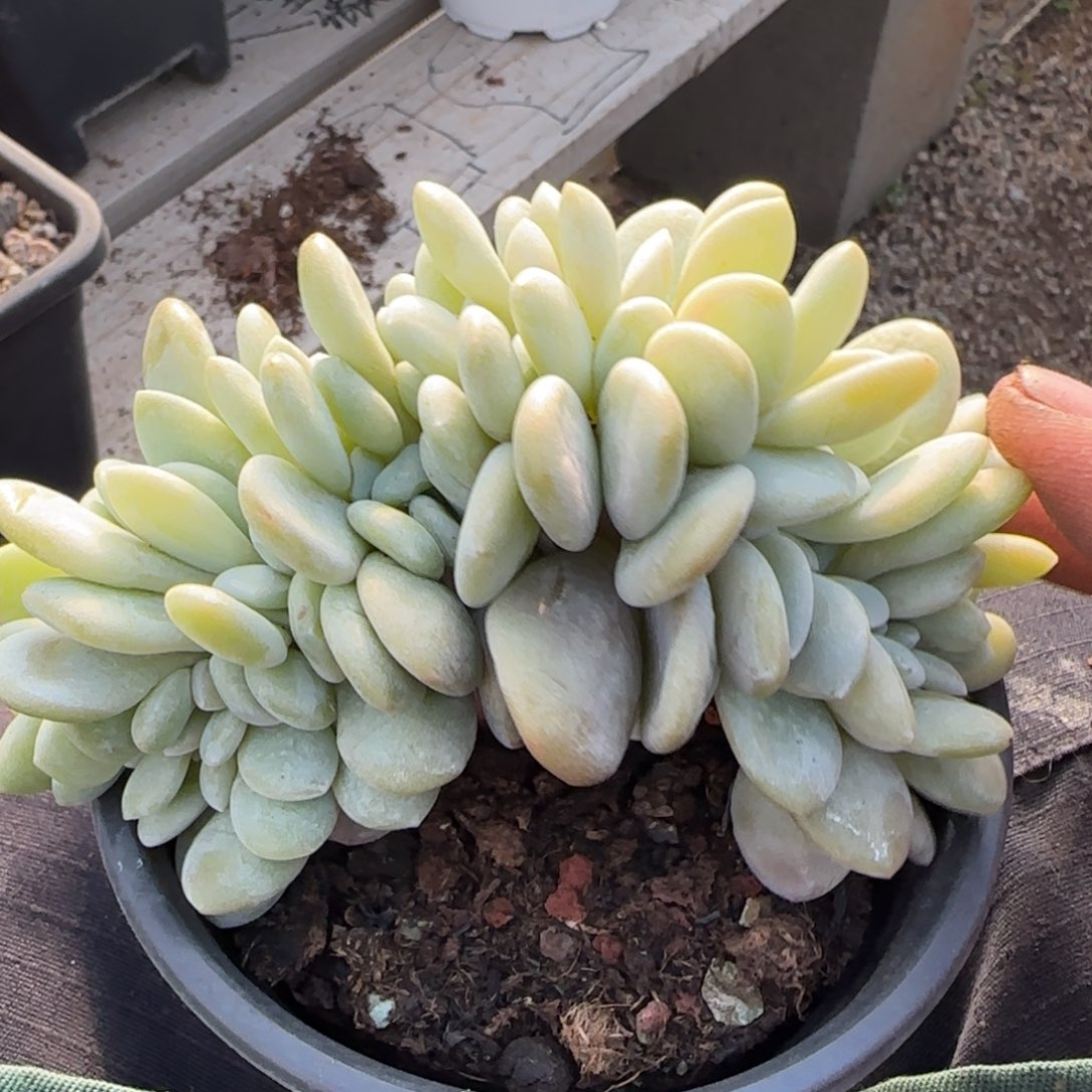 粉兔缀化五十包邮