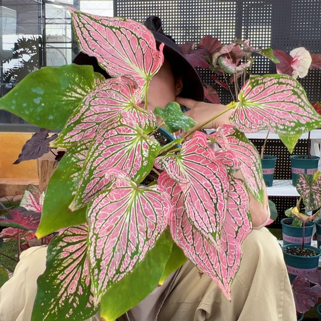 无花朵0026粉色和声