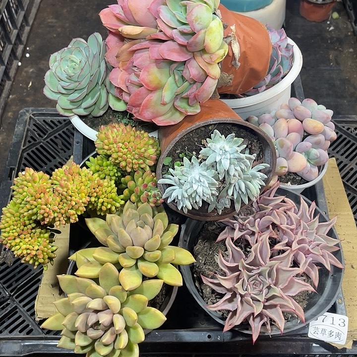 3713，整筐拍，微瑕，介意慎拍