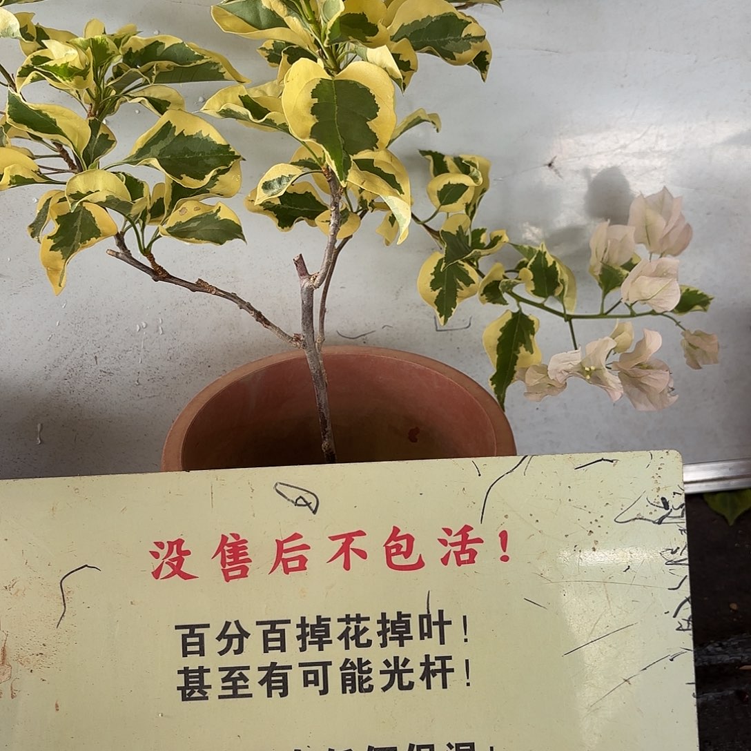 无***）当前无花栽培后可以开花中国丽人