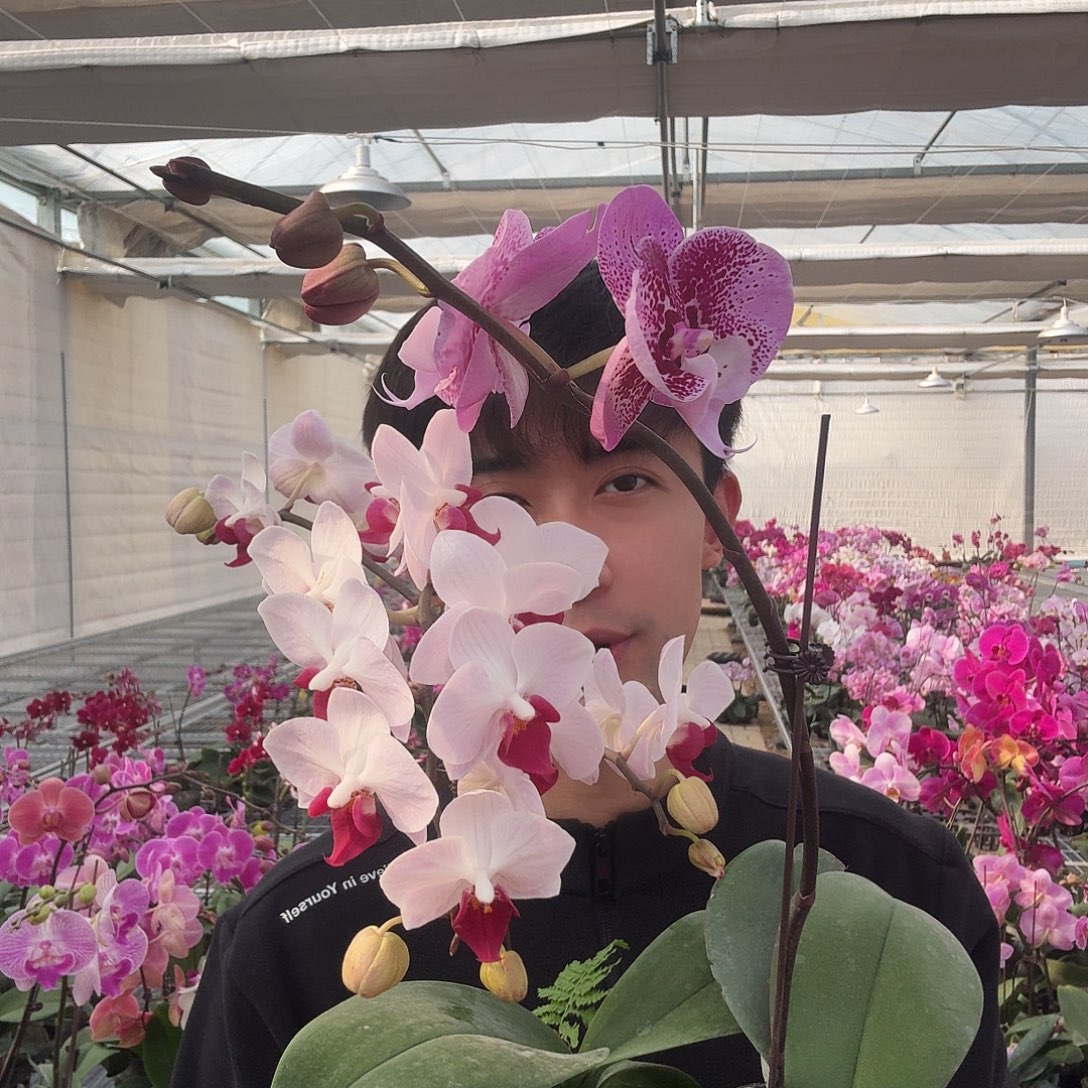 完全开放茶➕貂蝉两颗