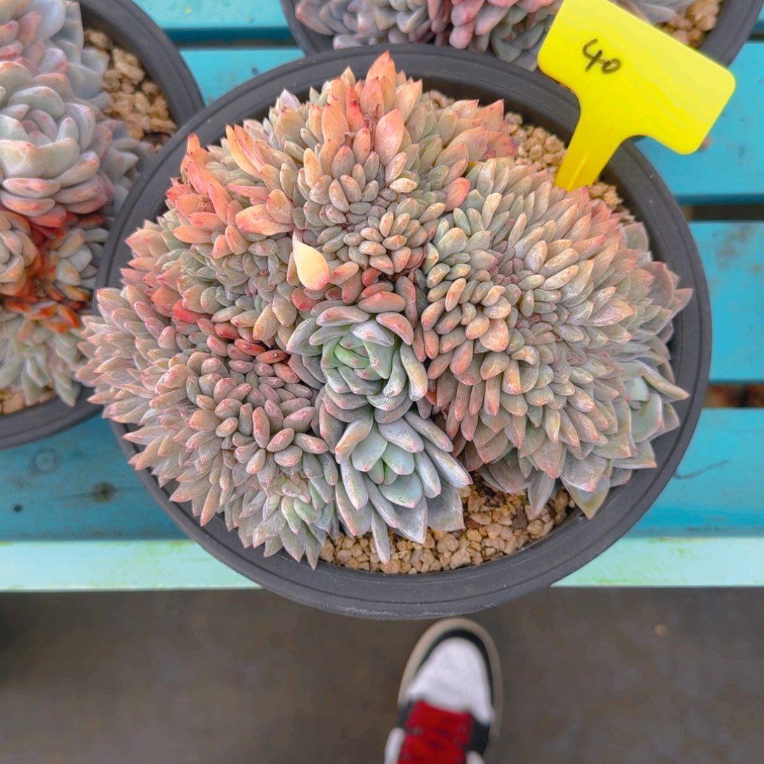 40号福利多肉11111111