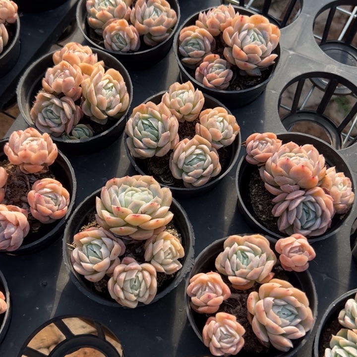 新疆包邮 西娜群