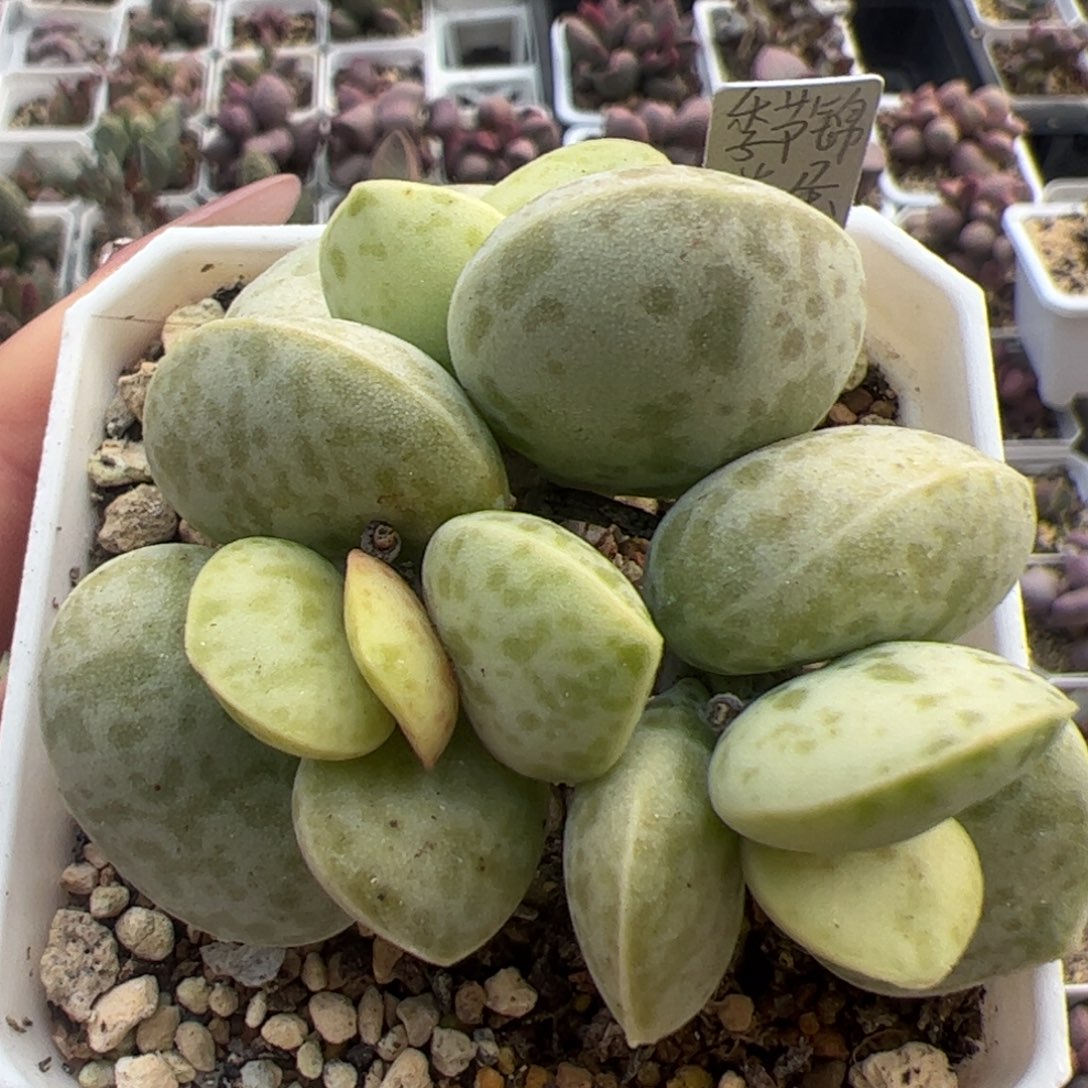 花蛋季节性锦多头纯木质桩多肉植物