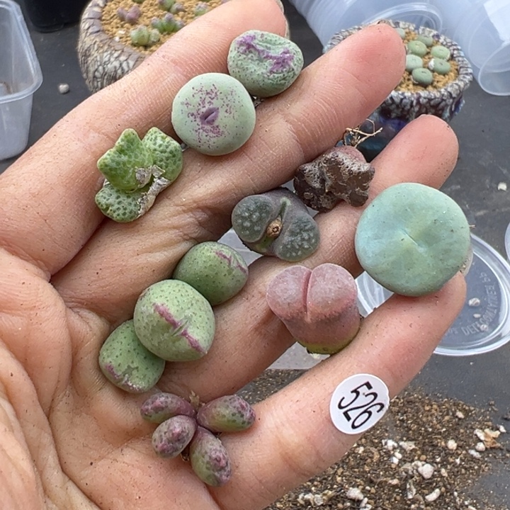 526号这颗多肉有点好看