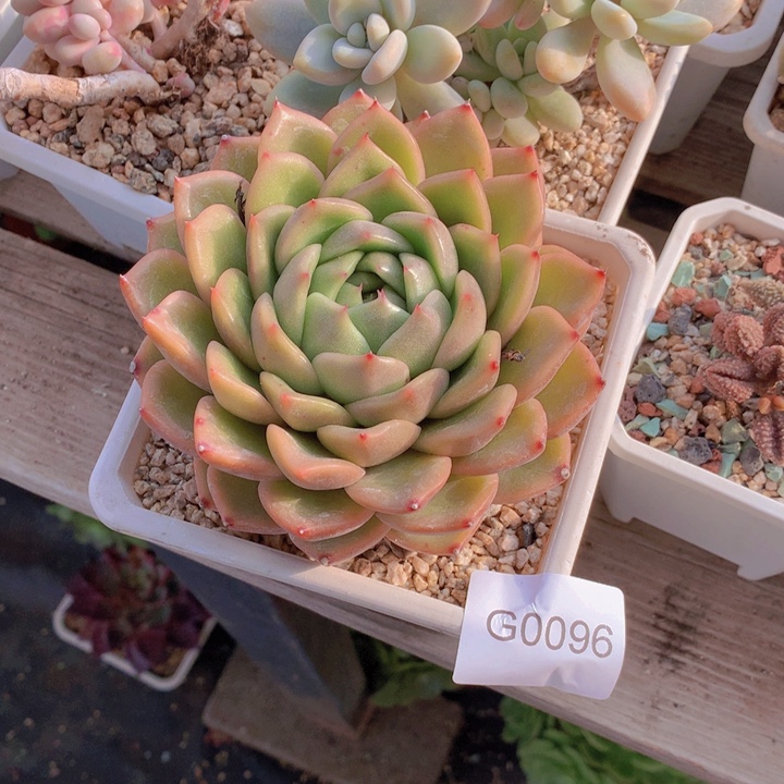 木***贝闪购多肉1棵g0096