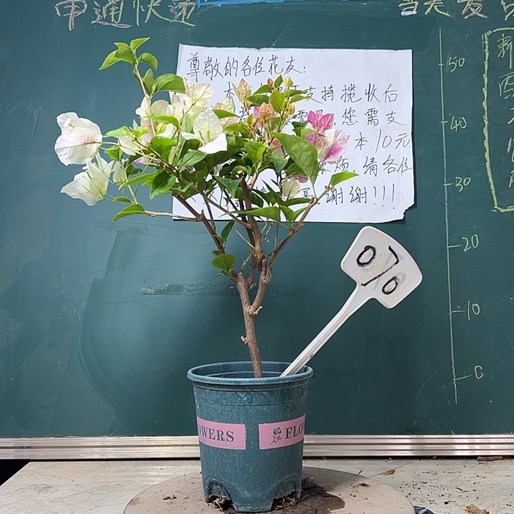 全部花苞 漳红樱  070