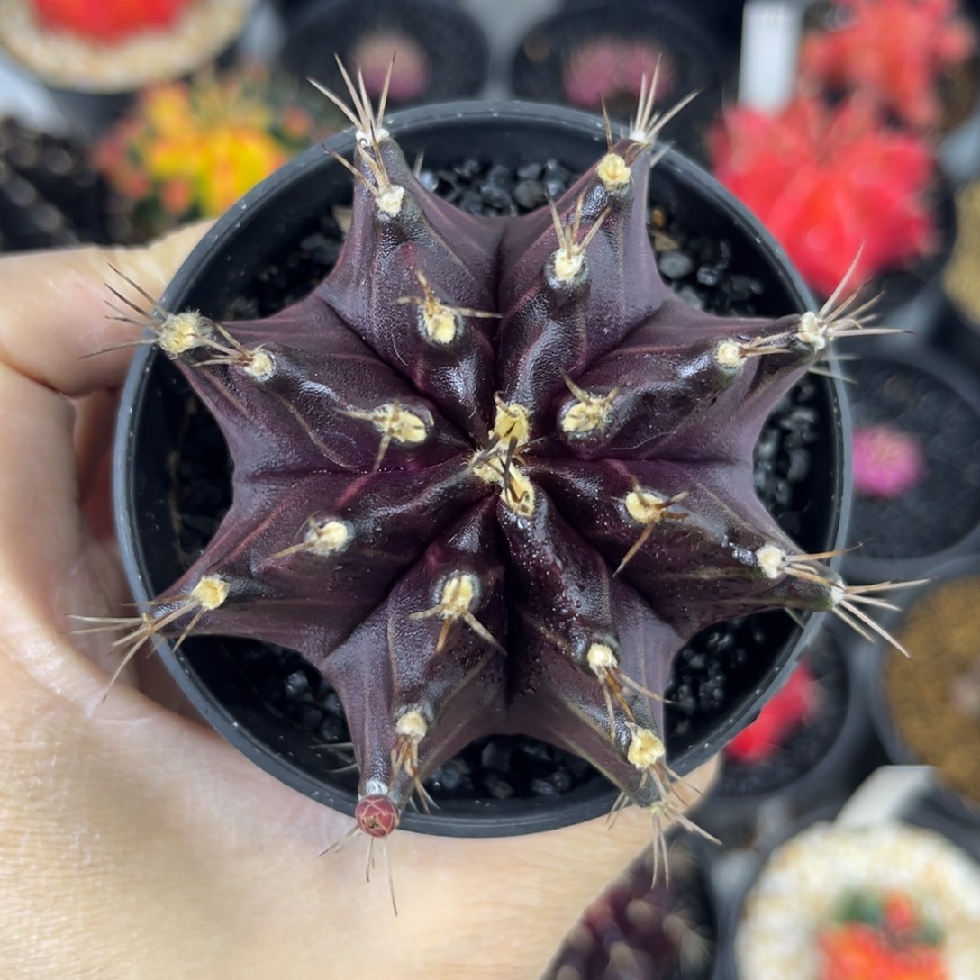  绝绝紫精品泰系米哈仙人球实生