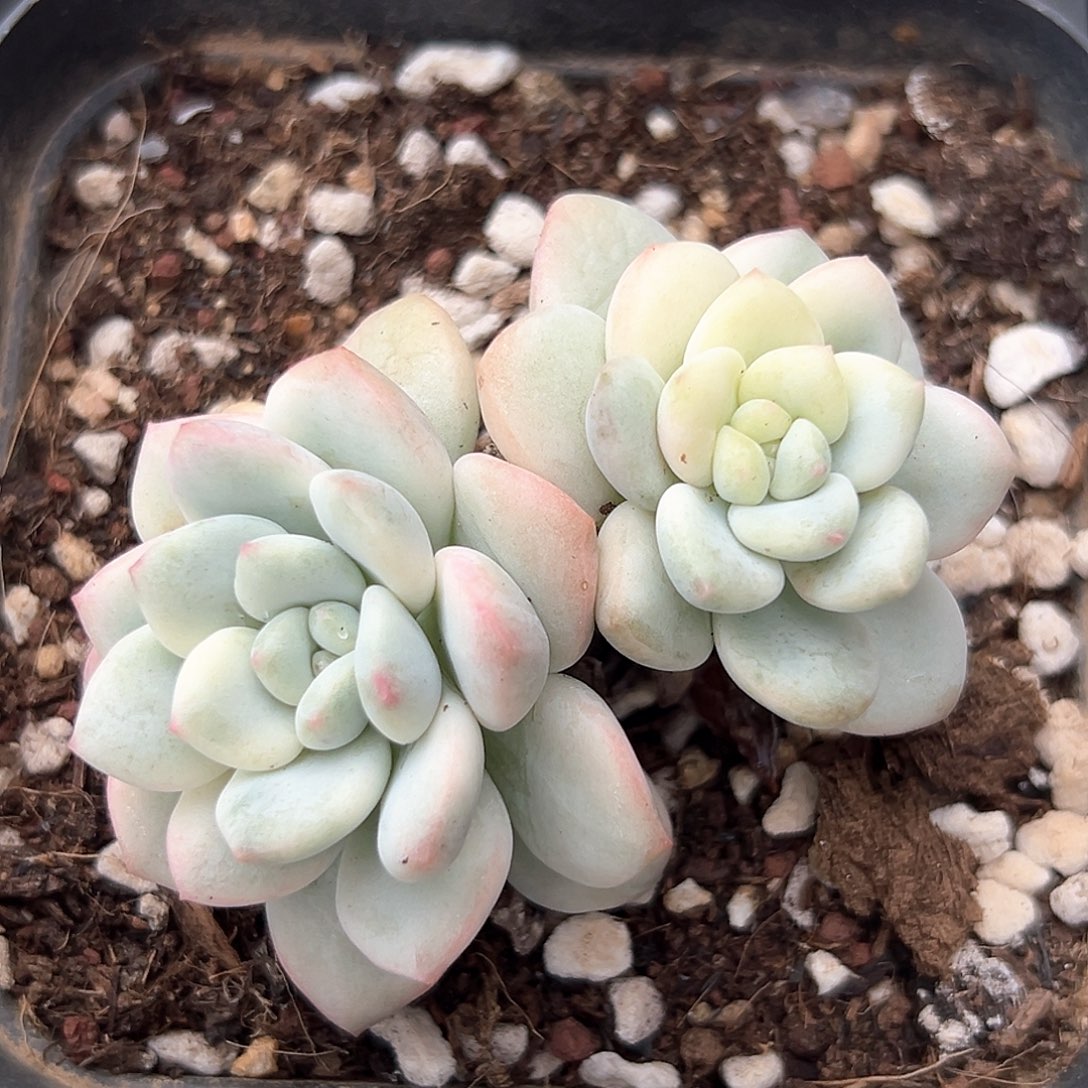 老香水锦 小方花圃一物一拍