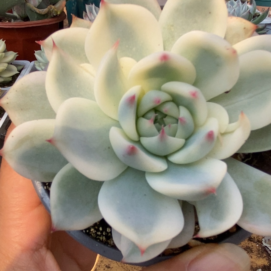 370锦锦锦锦锦锦锦锦锦