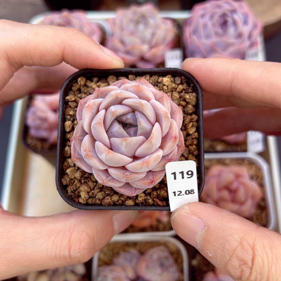 好好看119、哈哈哈哈