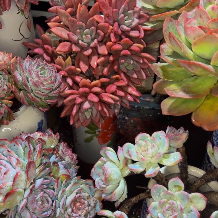 福****老桩精品肉肉桃花源