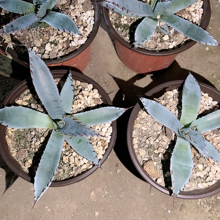 龙舌兰龙舌兰屈原之舞扇包邮