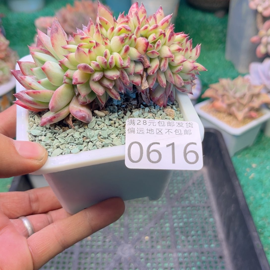 大0616j j k k k k m m