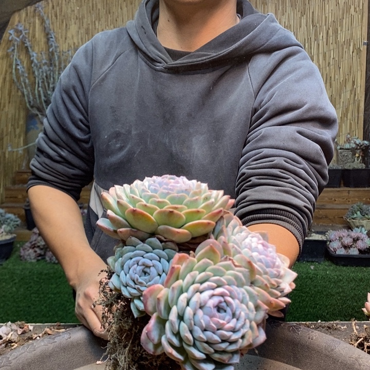 o***l39号冰魄多肉植物