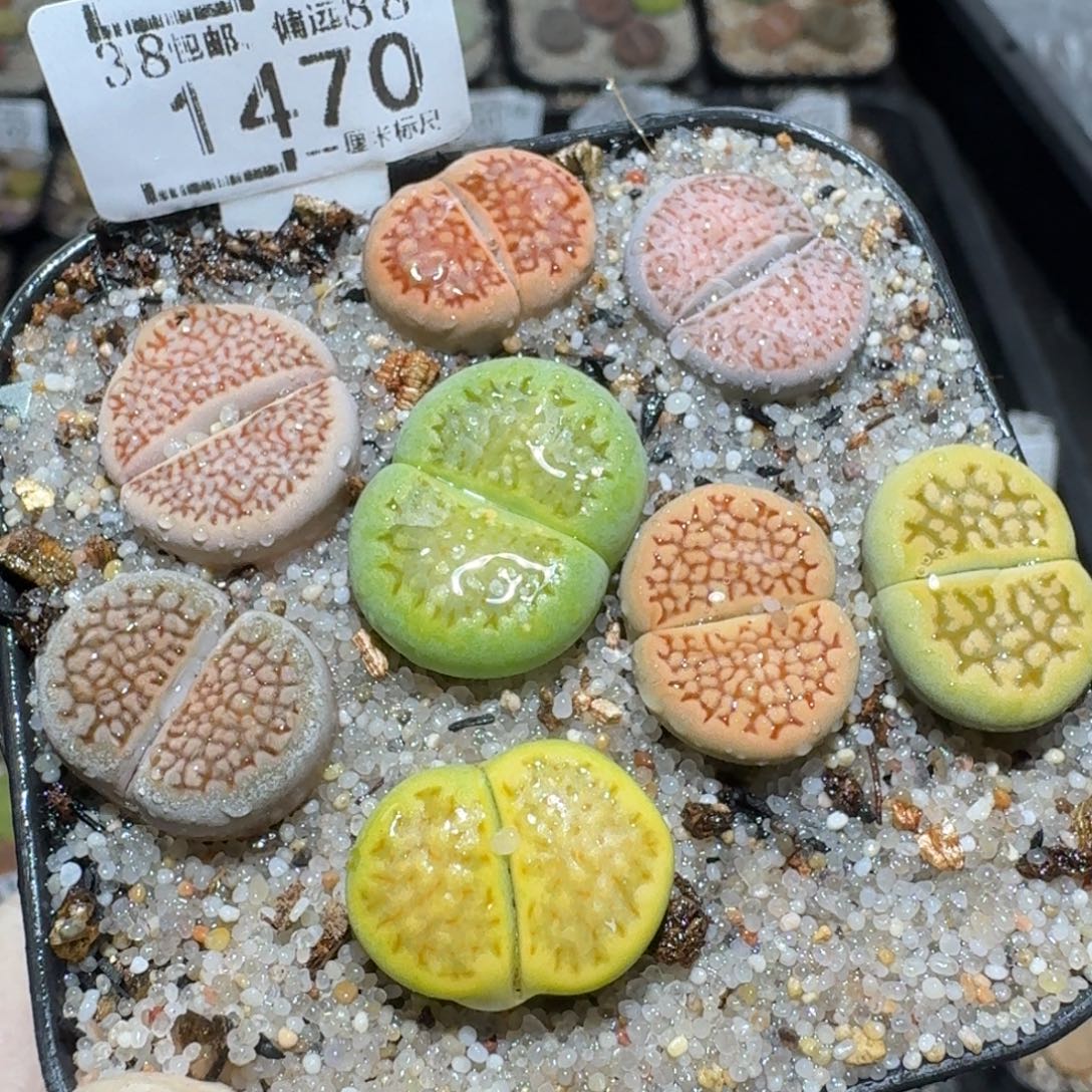 zz好看生石花便宜了1470