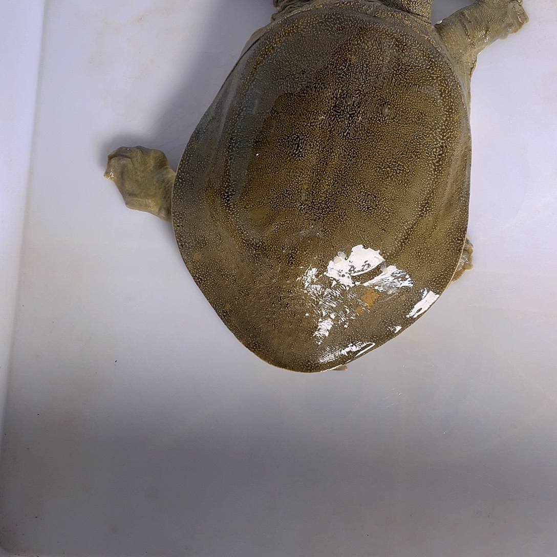 中国大陆12345665