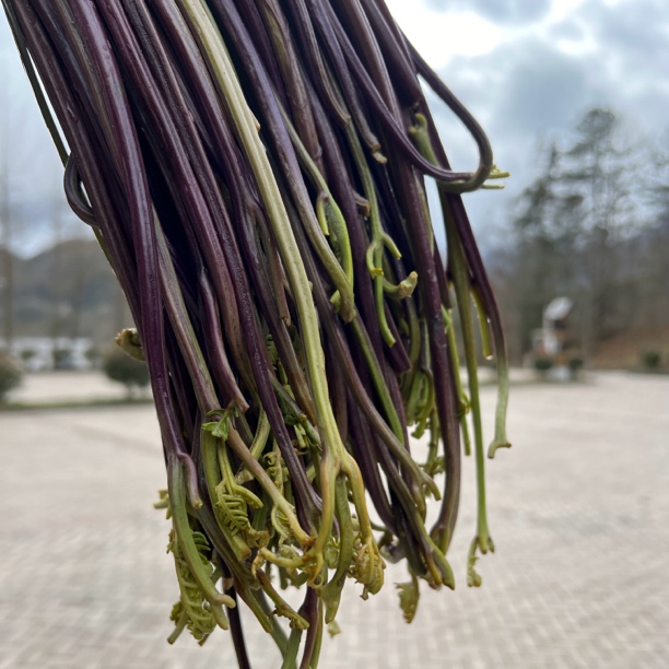 农村鲜蕨苔干蕨苔炒菜凉拌口感好 