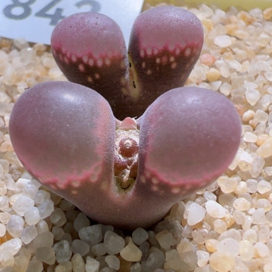 S w 50千米肯哈德一颗543。