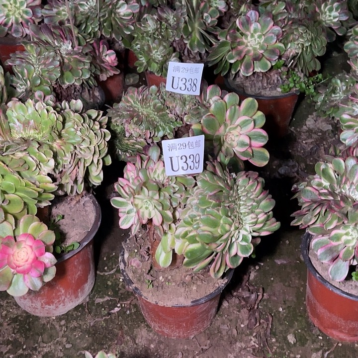 乐***忧338   339荔枝缀   多肉植物      