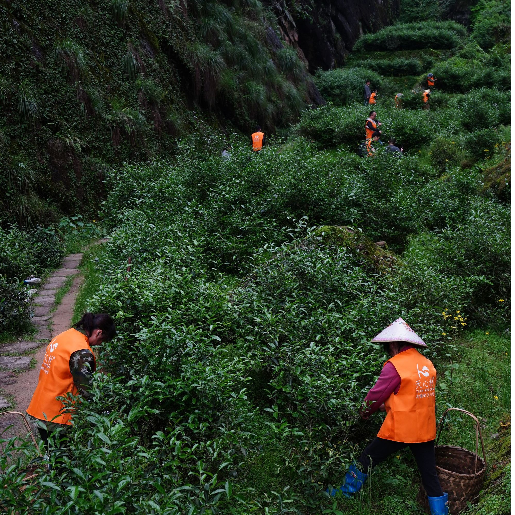 天心村郑总生日宴 福利组合 专用代拍链接3 天心村 只做正岩茶